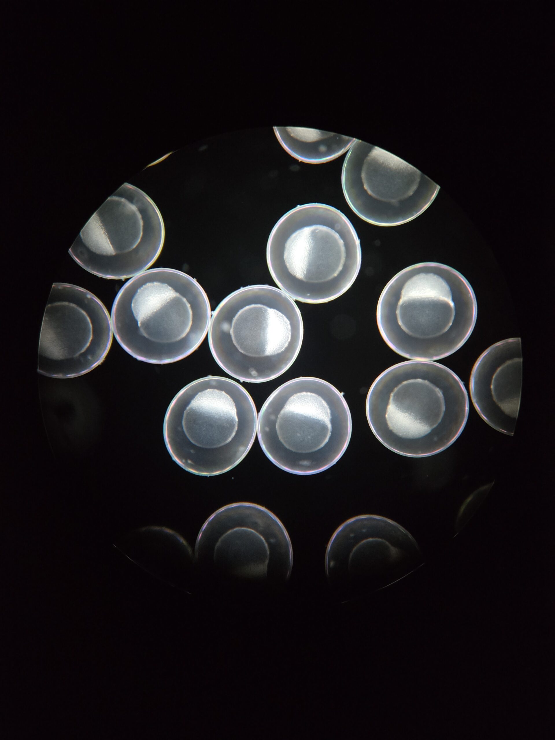 First embryo captured in lab