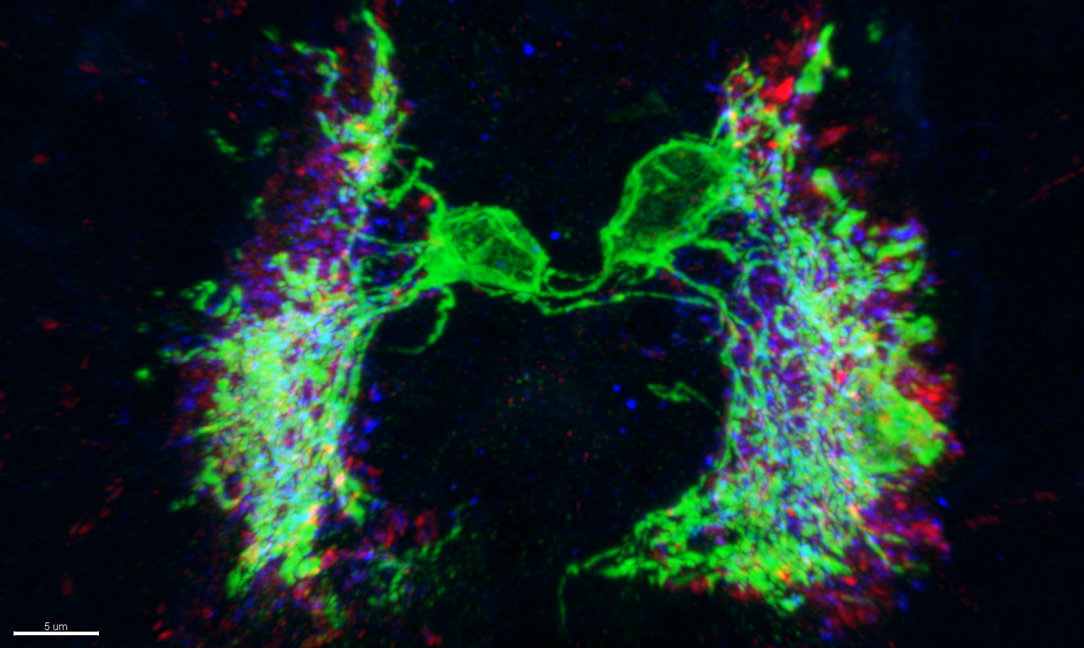 5dpf-3-01_acquisitionblock8_pt8-airyscan processing-33_[ims1_2020-11-02T22-11-22.737]_2020-11-10T20-17-04.838